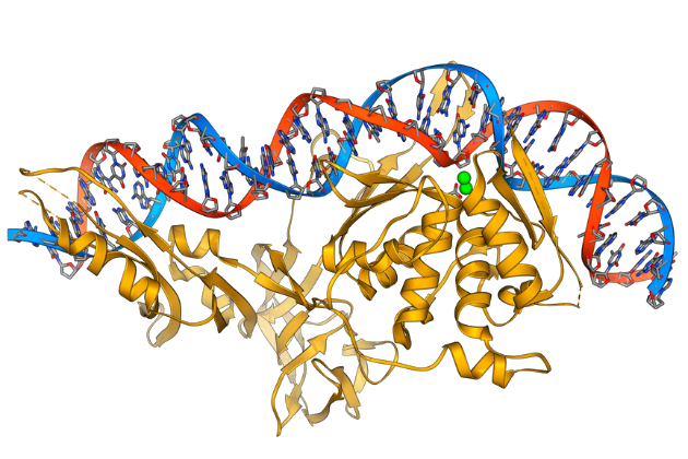 DNA Structure