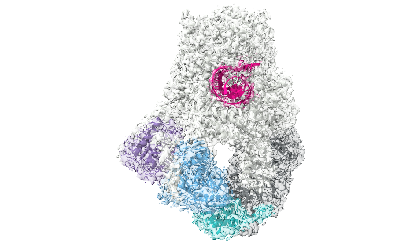 DNA polymerase zeta - 2